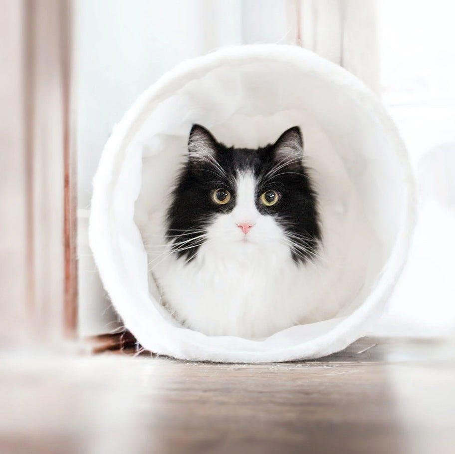 寵物餵食器的安全性考量:確保寵物的食物安全與衛生 - grantclassic