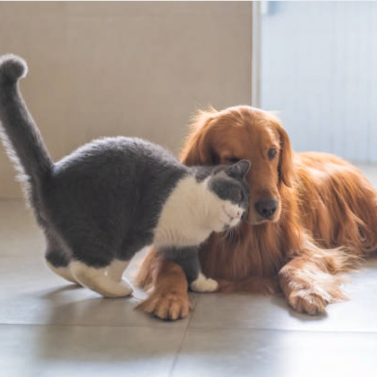 寵物餵食器的節省成本效益:如何選擇經濟實惠的選擇 - grantclassic