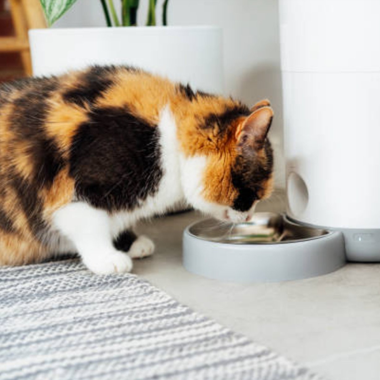 自動寵物餵食器 vs. 手動寵物餵食器:為你的毛小孩做出明智的選擇 - grantclassic