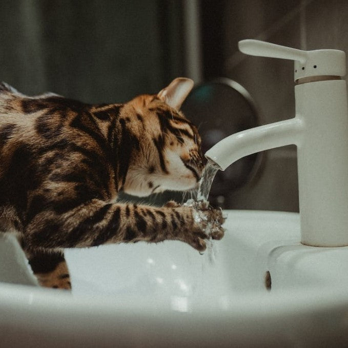 貓咪為什麼喜歡喝溫水?