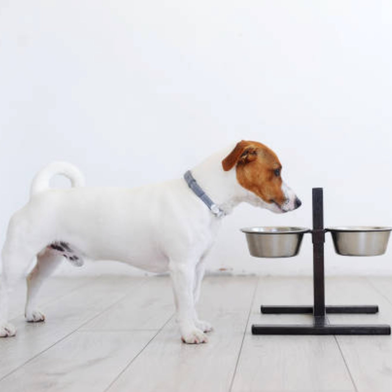 寵物餵食器的清潔與保養：教你維護寵物的健康飲食環境 - grantclassic
