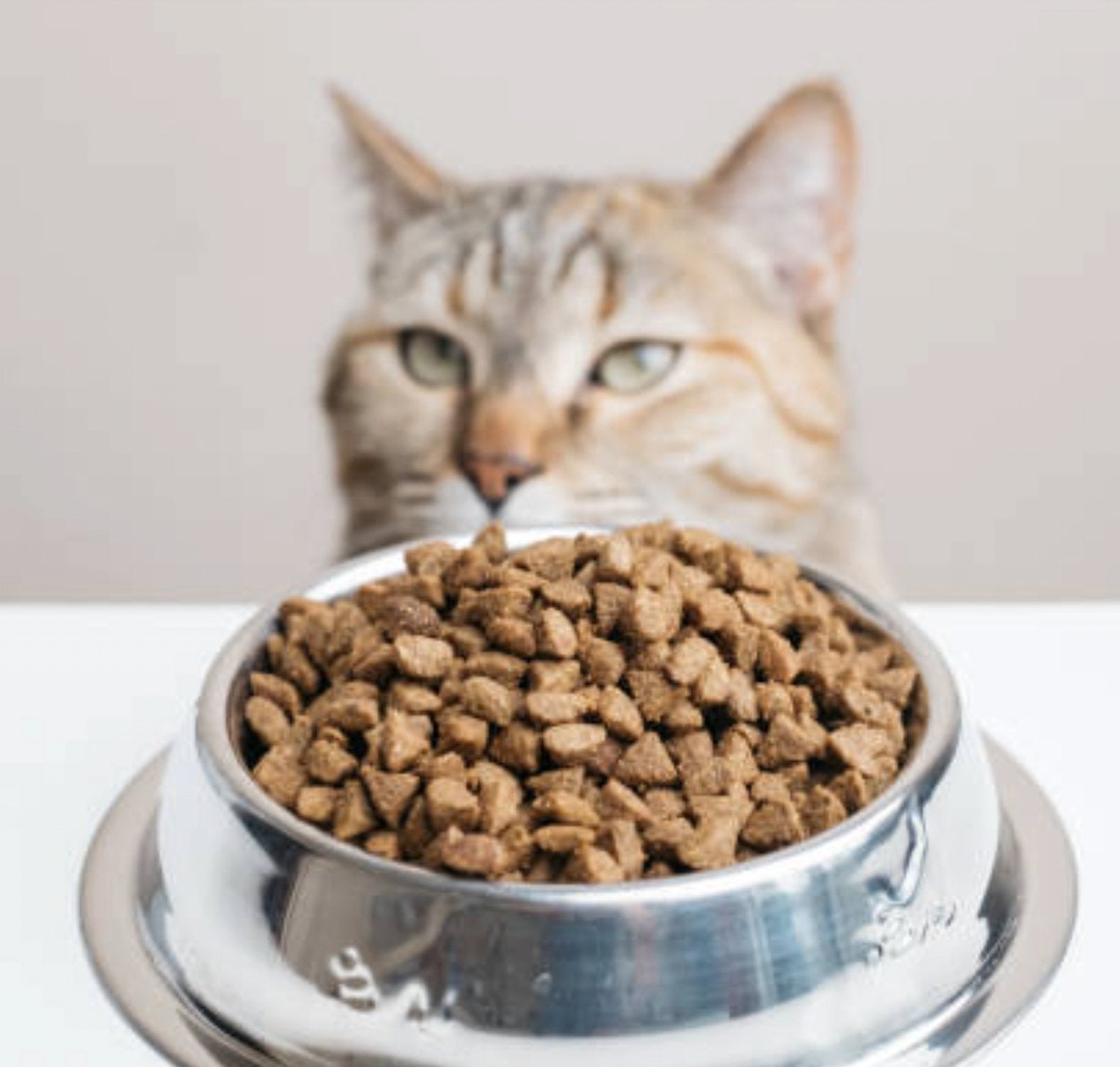 寵物餵食器的選擇指南：如何挑選最適合你寵物的餵食器 - grantclassic